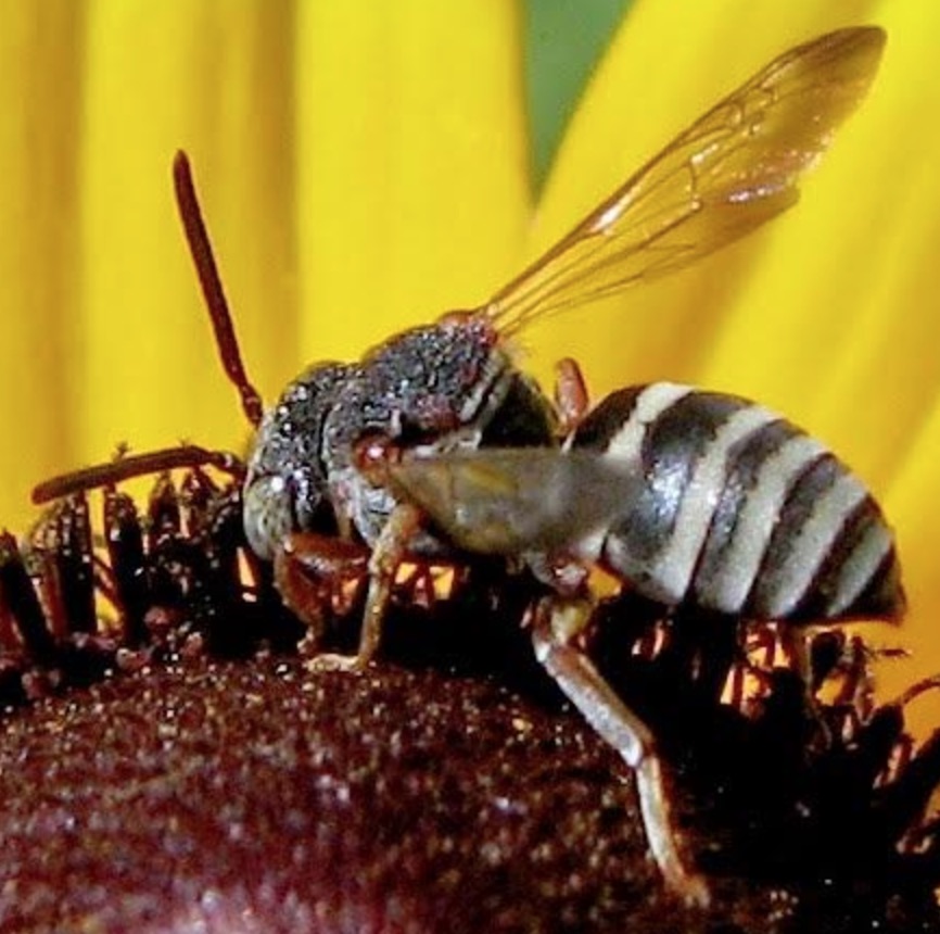 Notch-Backed Cellophane Cuckoo Bee (Epeolus scutellaris)